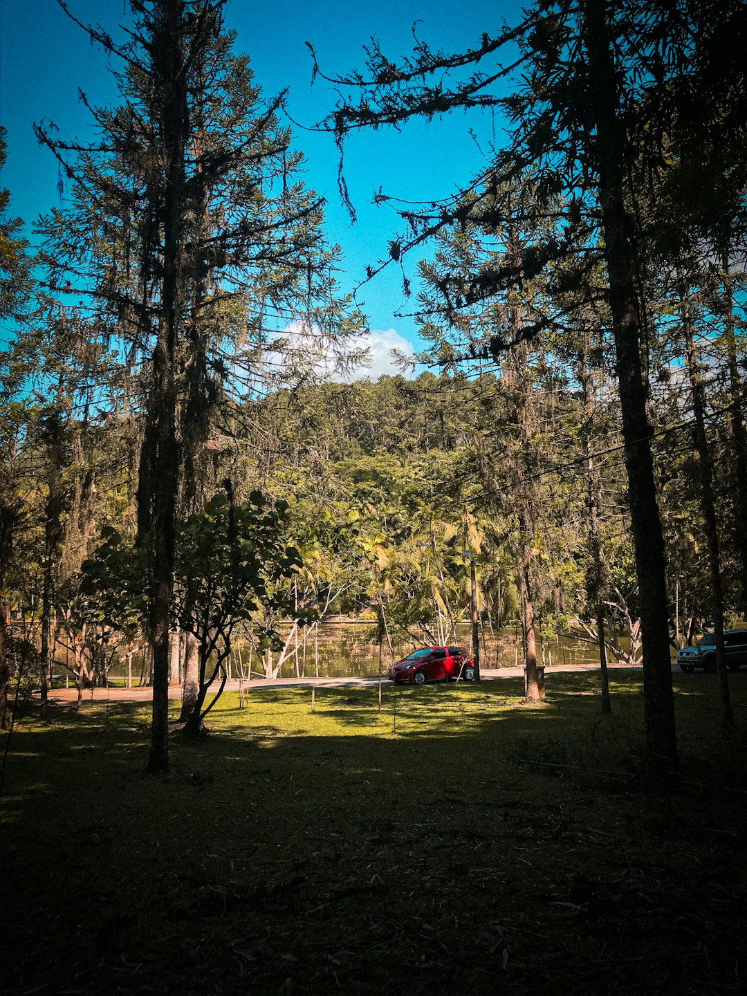 A bright red car parked near a lake among tall pine trees.